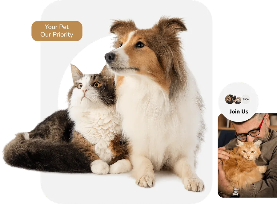 Happy dog and cat — RANOVA pets